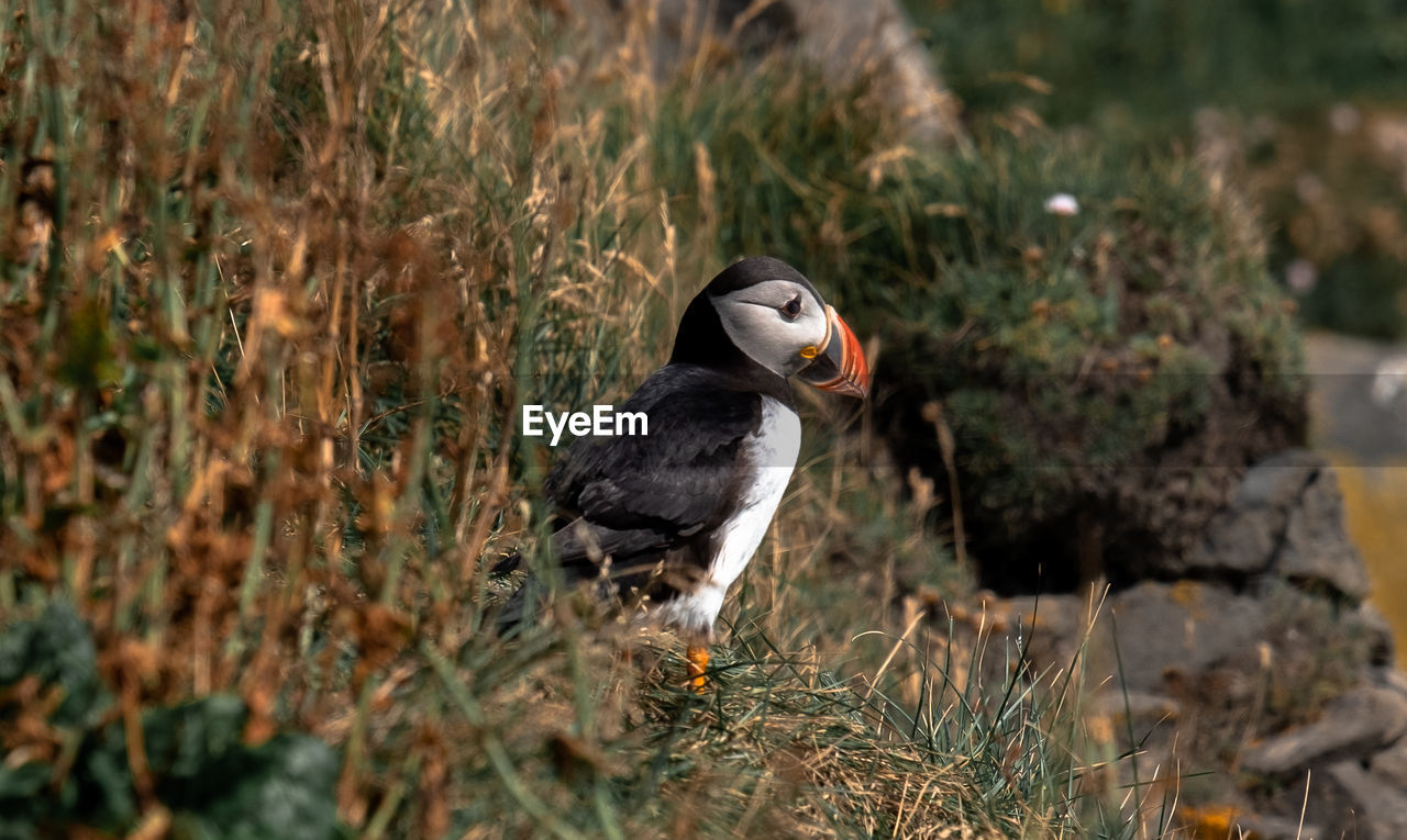 Puffin perching on grass