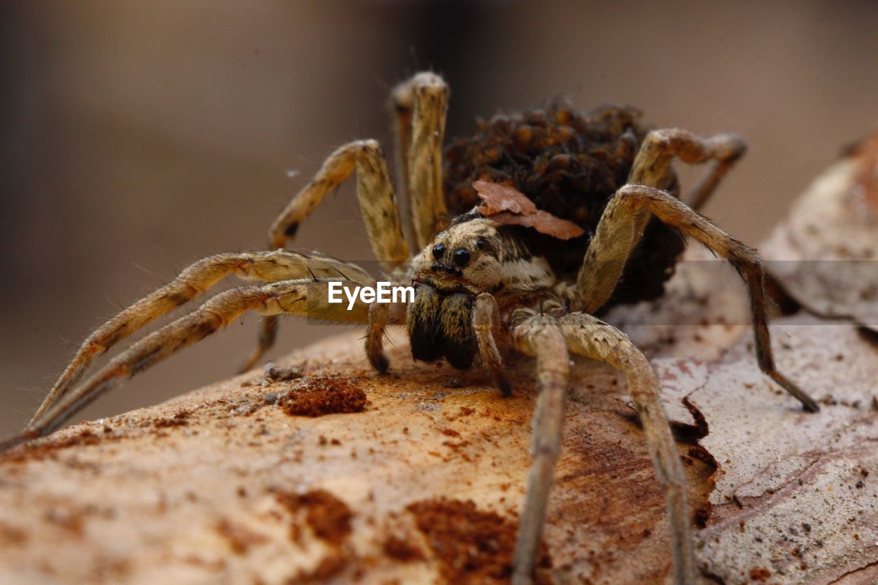 Close-up of spider