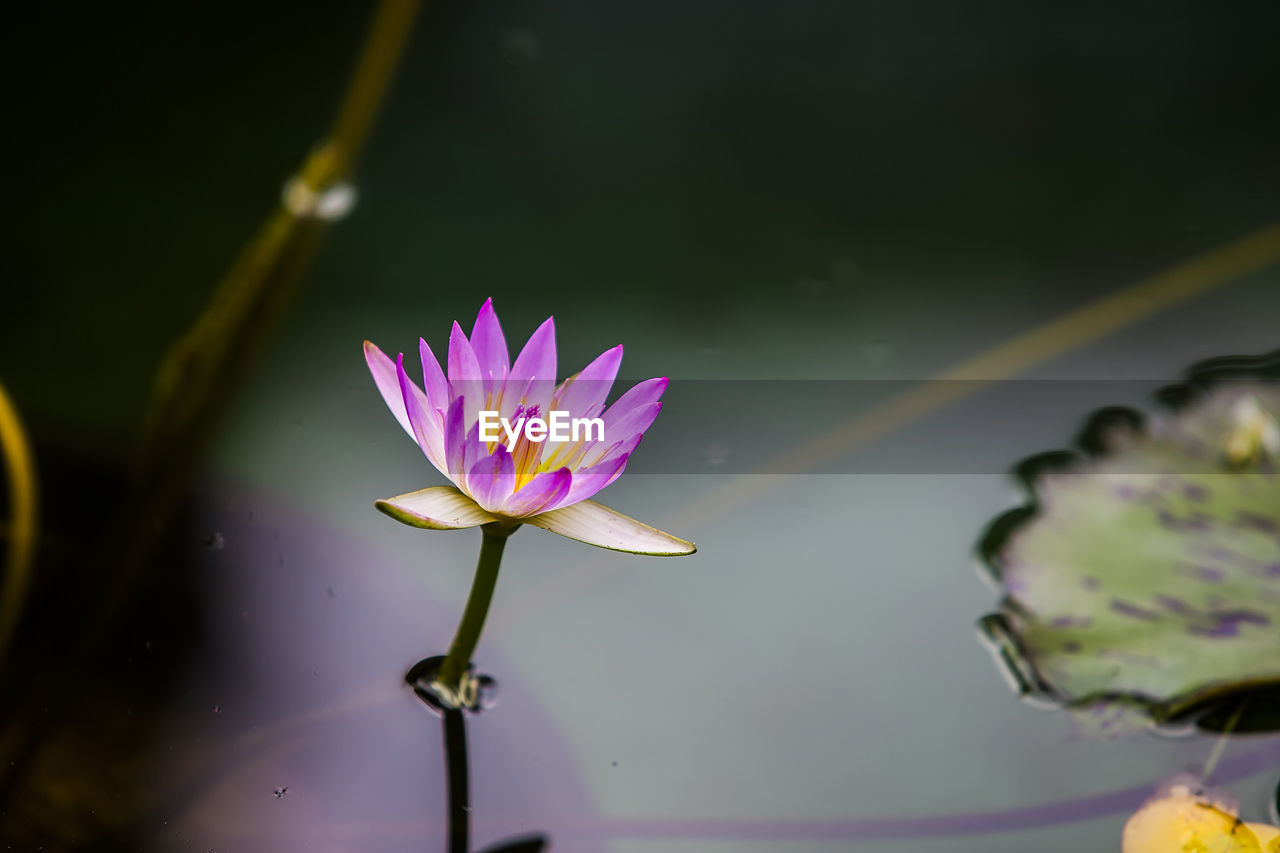 High angle view of purple water lily blooming in pond