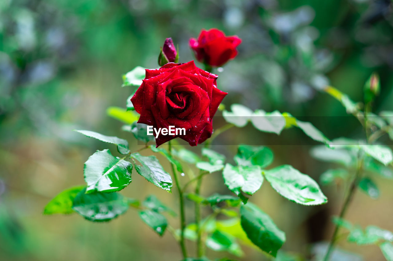 Close-up of red rose on plant