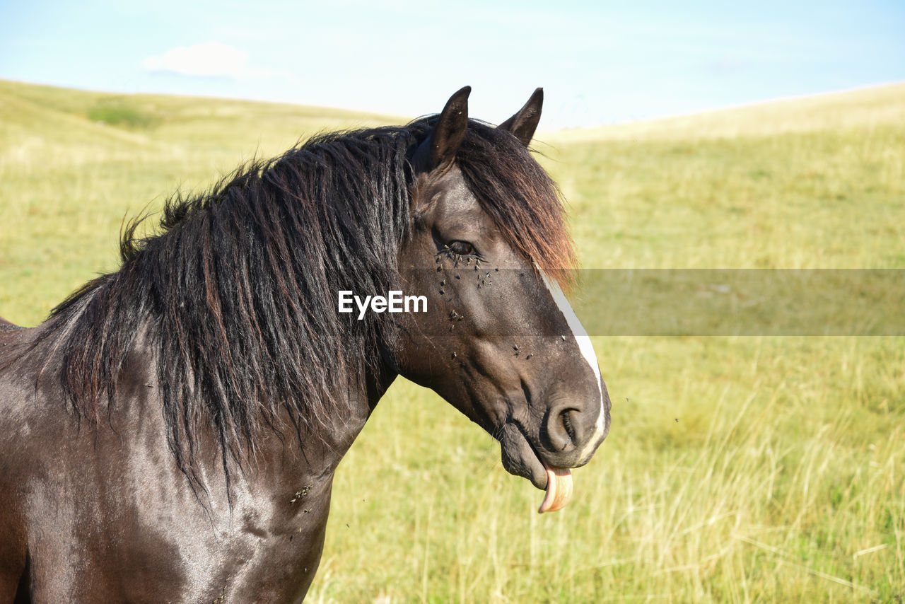 Close-up of a horse on field