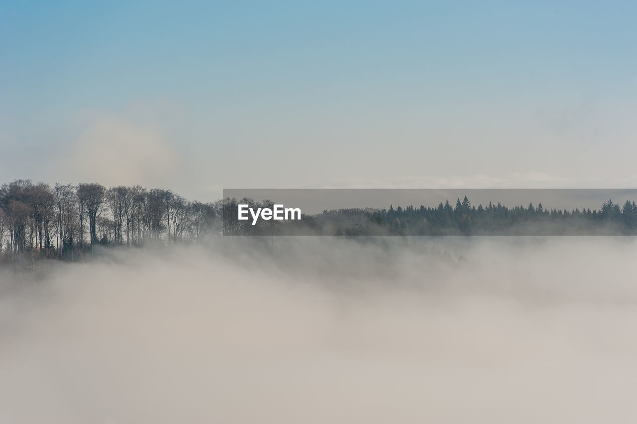 Scenic view of forest against clear sky during winter