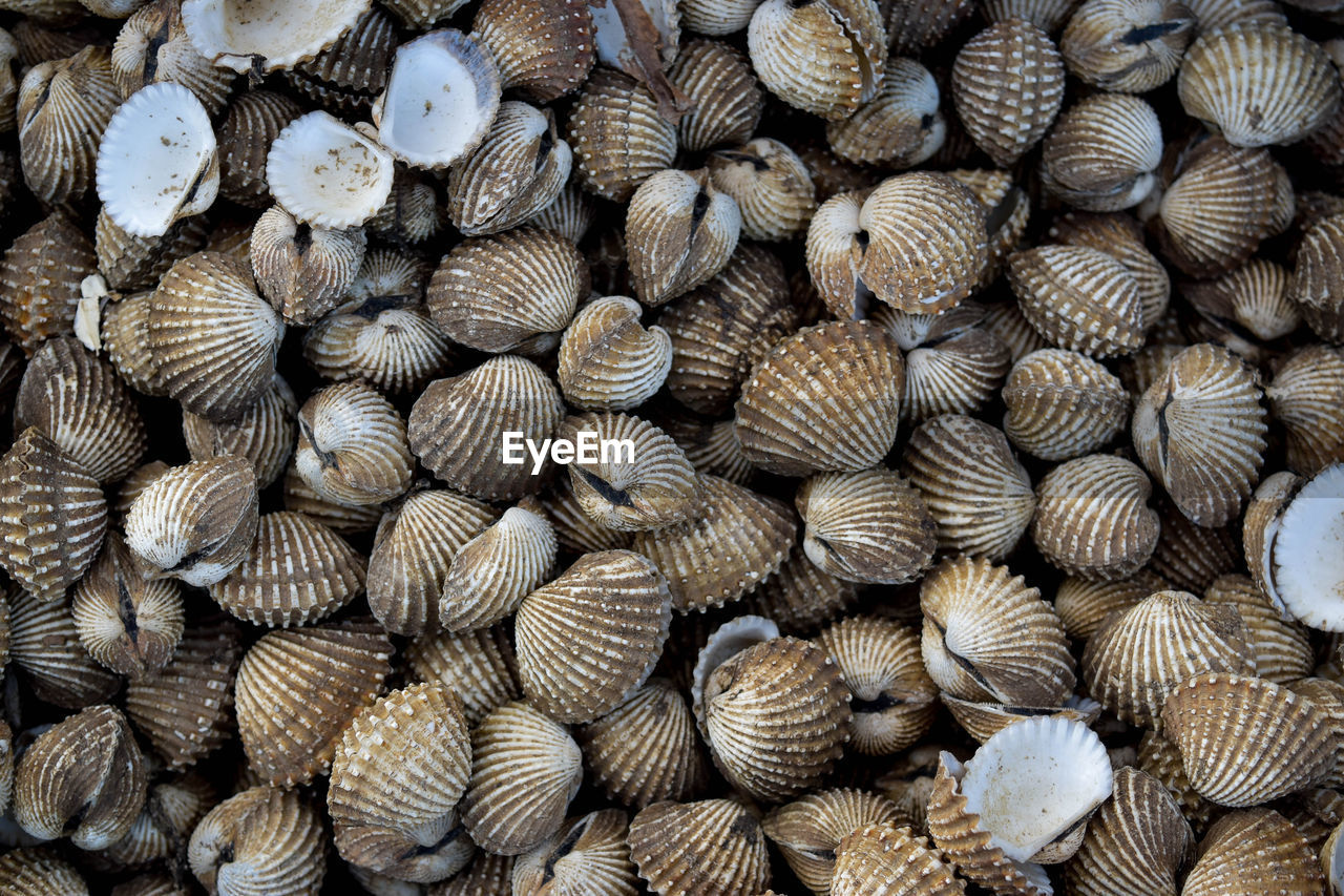 Several scallop shells