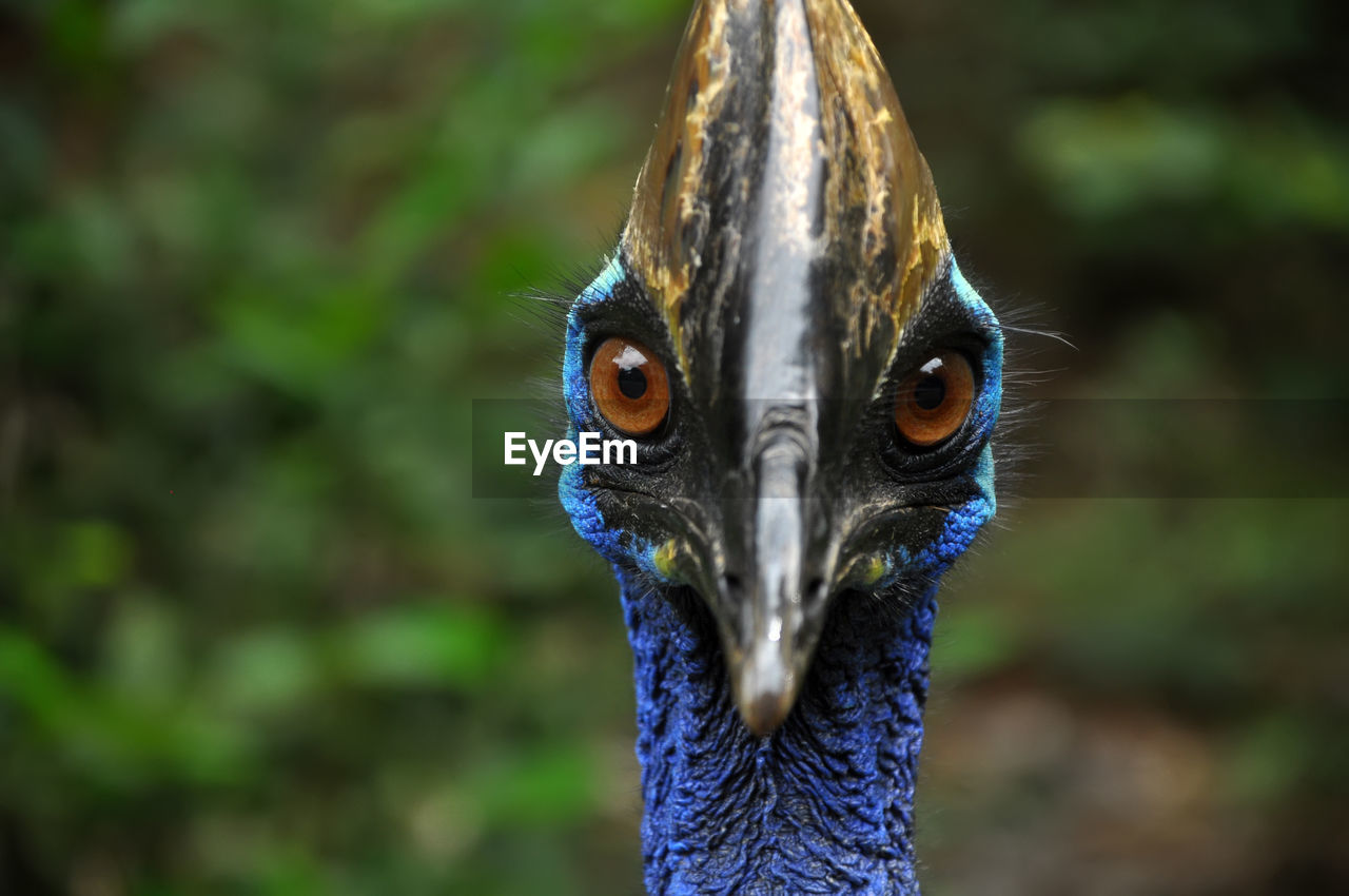 Close-up portrait of cassowary in forest