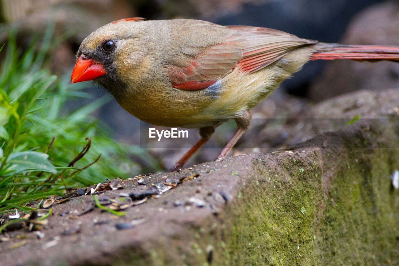 Close-up of finch