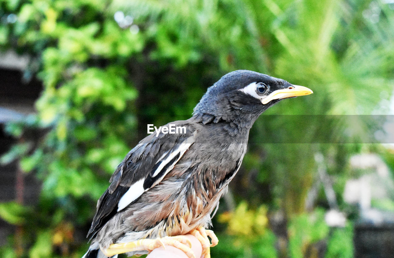 Brown-black-white myna bird and gentle hand on a blurred background