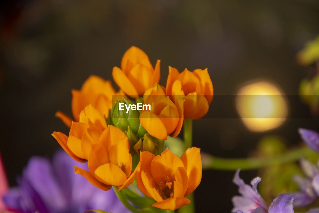 CLOSE-UP OF YELLOW TULIPS