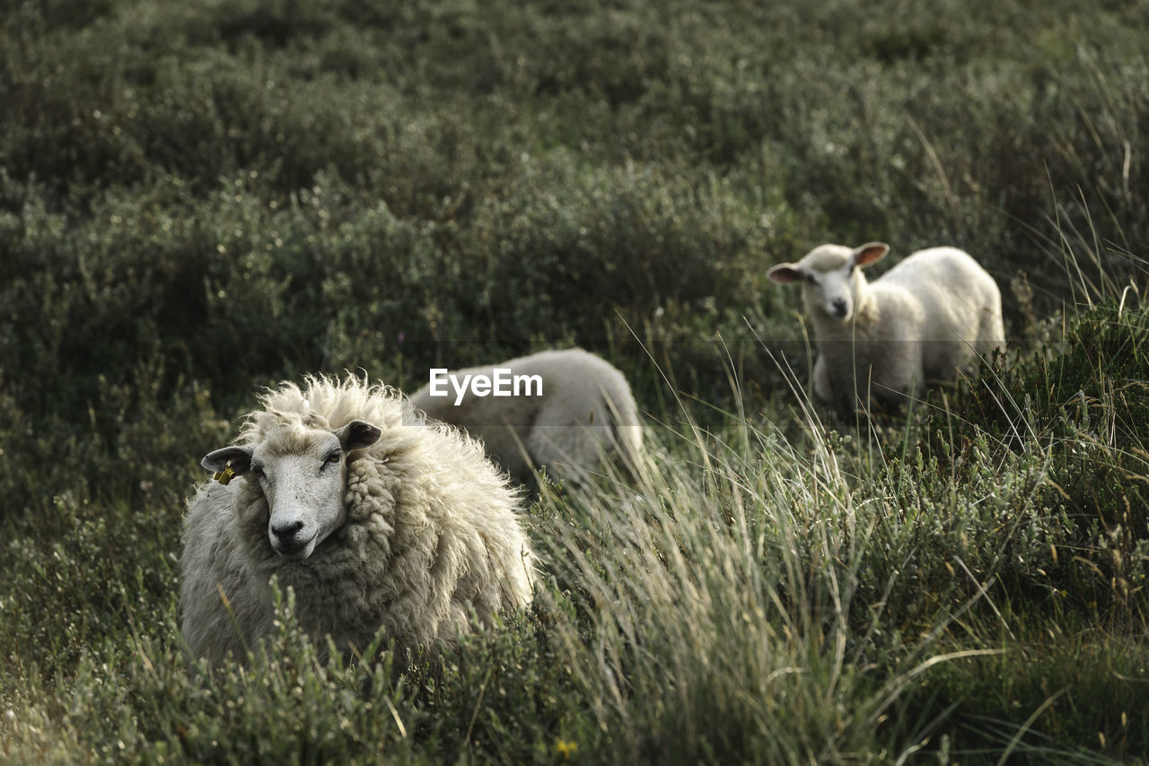 Northern white sheep and its lambs, grazing through marram grass on sylt island, germany. 