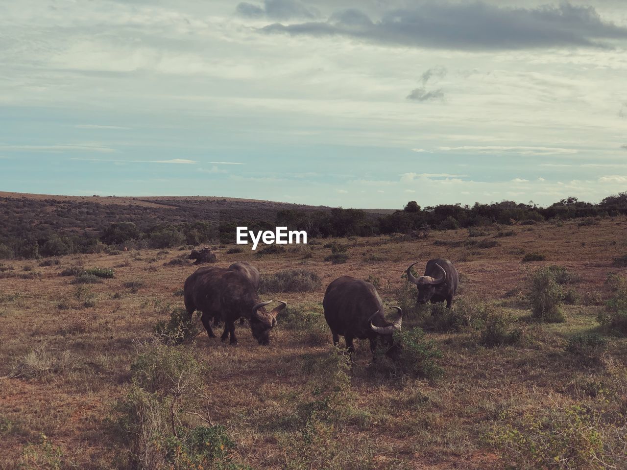 Elephants on field against sky