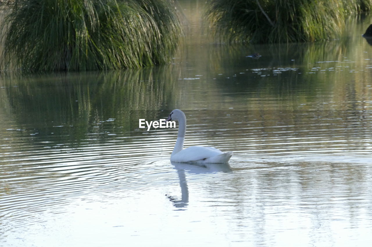 SWAN FLOATING ON LAKE