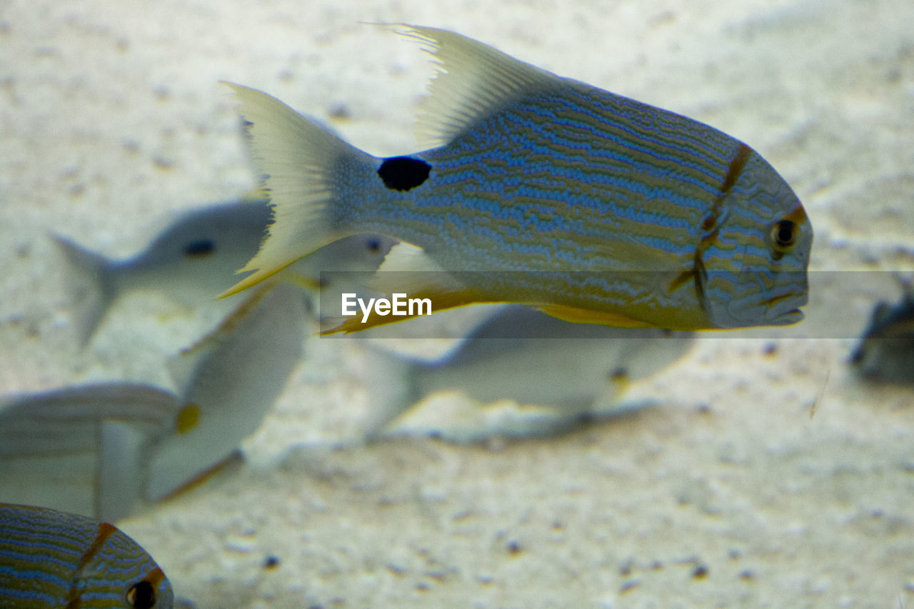 CLOSE-UP OF FISH ON SAND