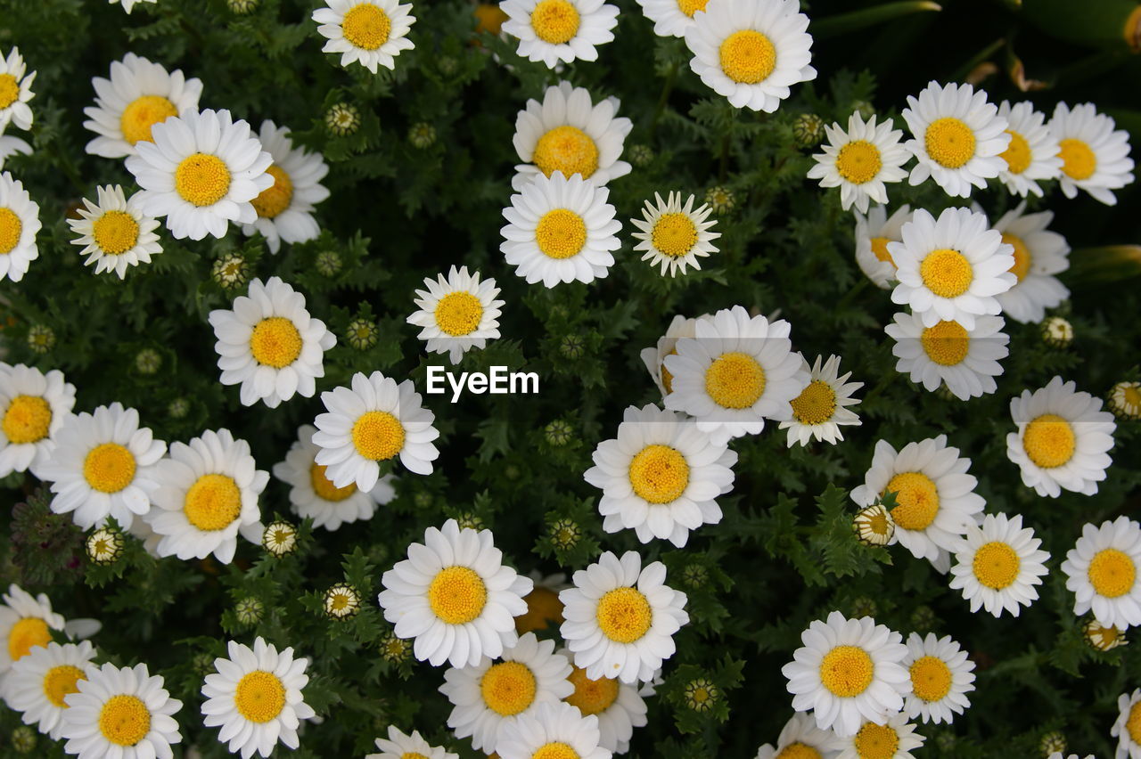 HIGH ANGLE VIEW OF DAISIES