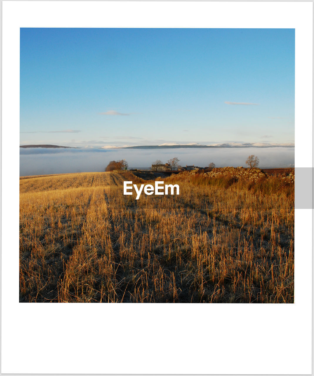 VIEW OF WHEAT FIELD AGAINST CLEAR SKY