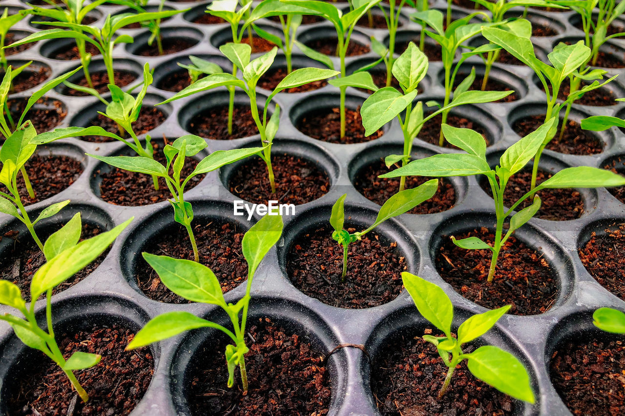 Close up image of young chili in plastic tray under greenhouse