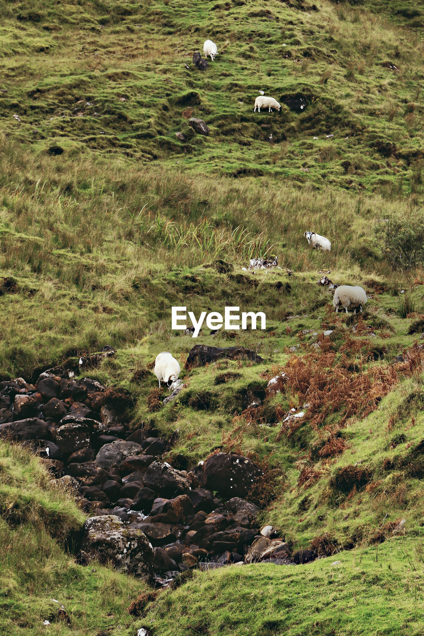 View of sheep grazing in field