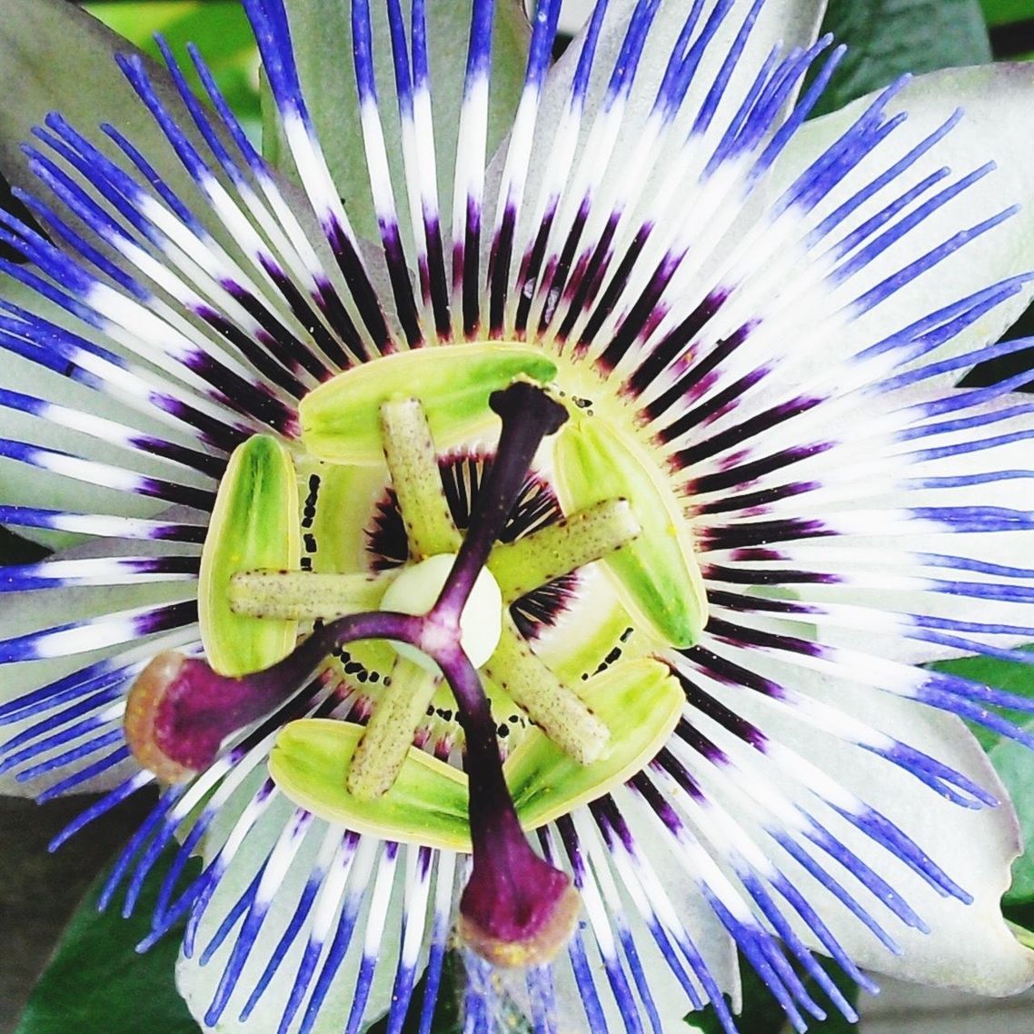 CLOSE-UP OF PURPLE FLOWER IN WATER