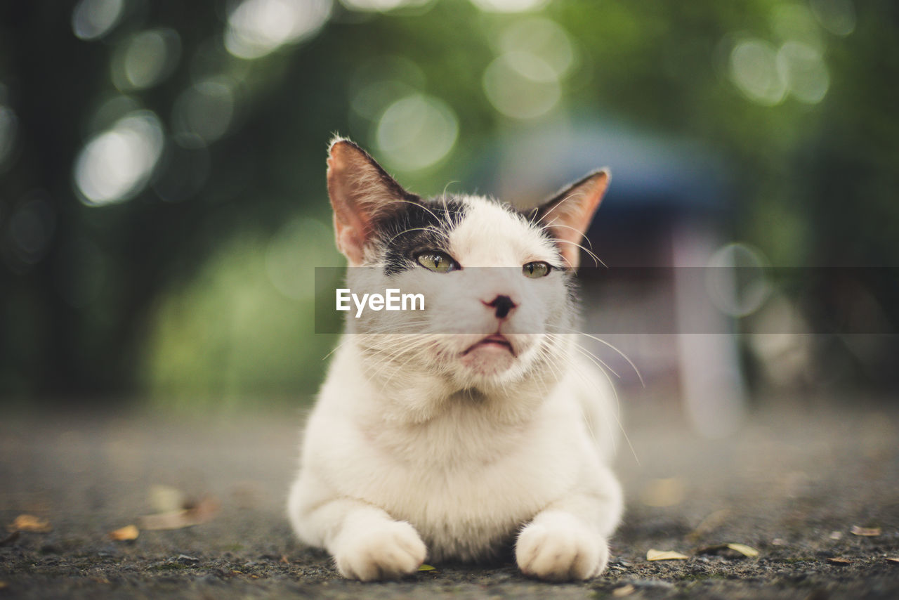 Close-up of cat sitting on street