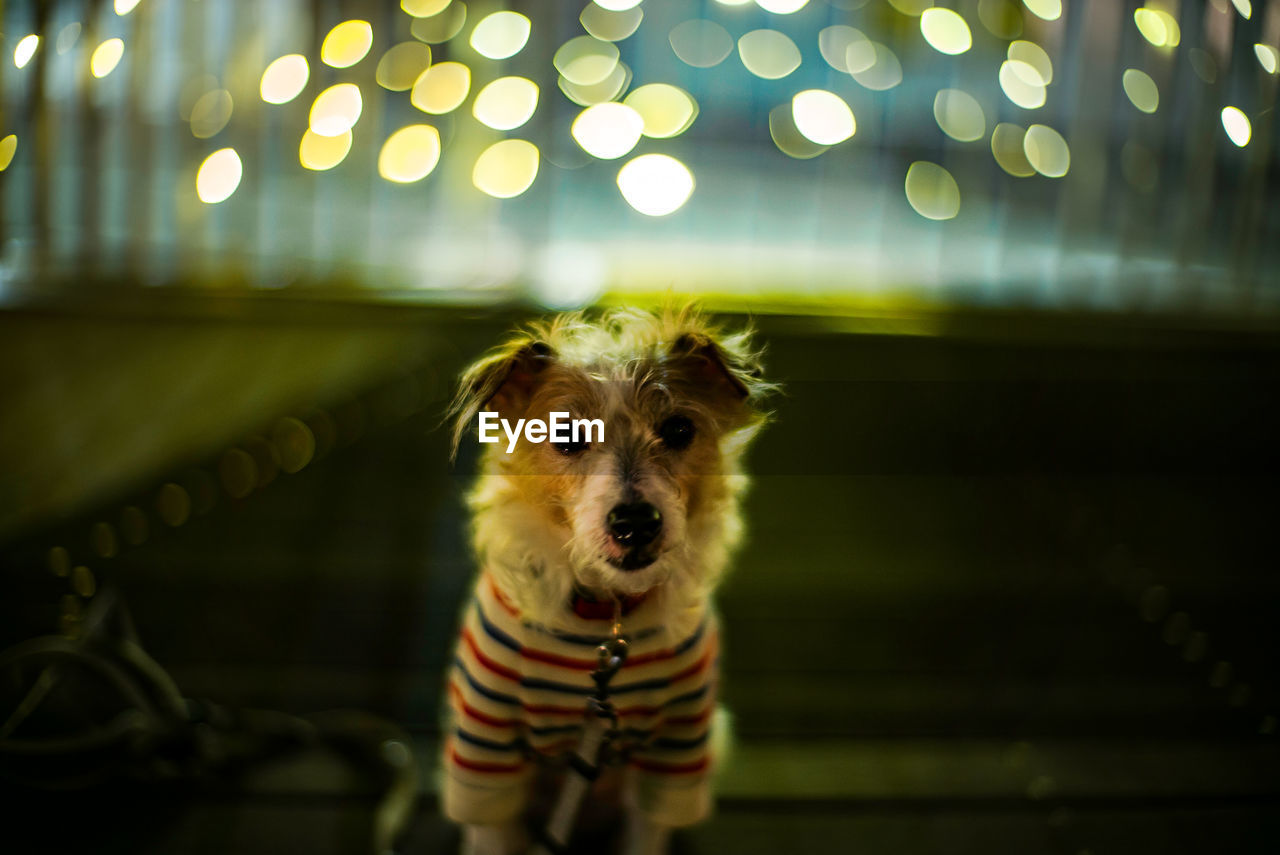 PORTRAIT OF DOG BY ILLUMINATED LIGHT AT HOME