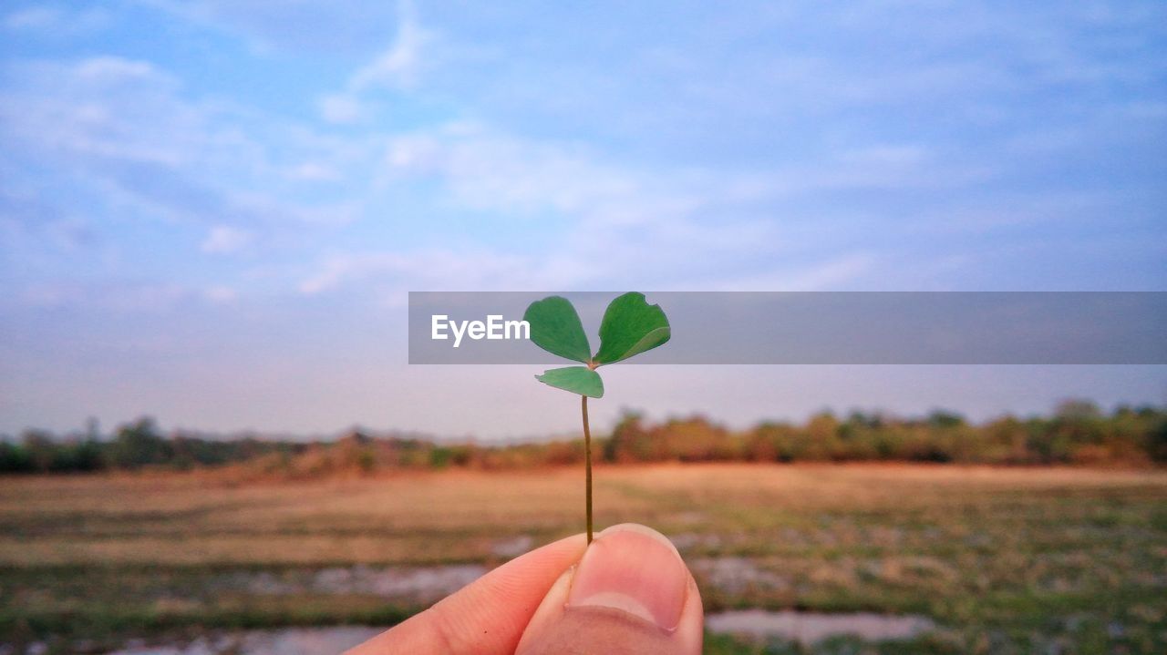 Close-up of hand holding clover against sky