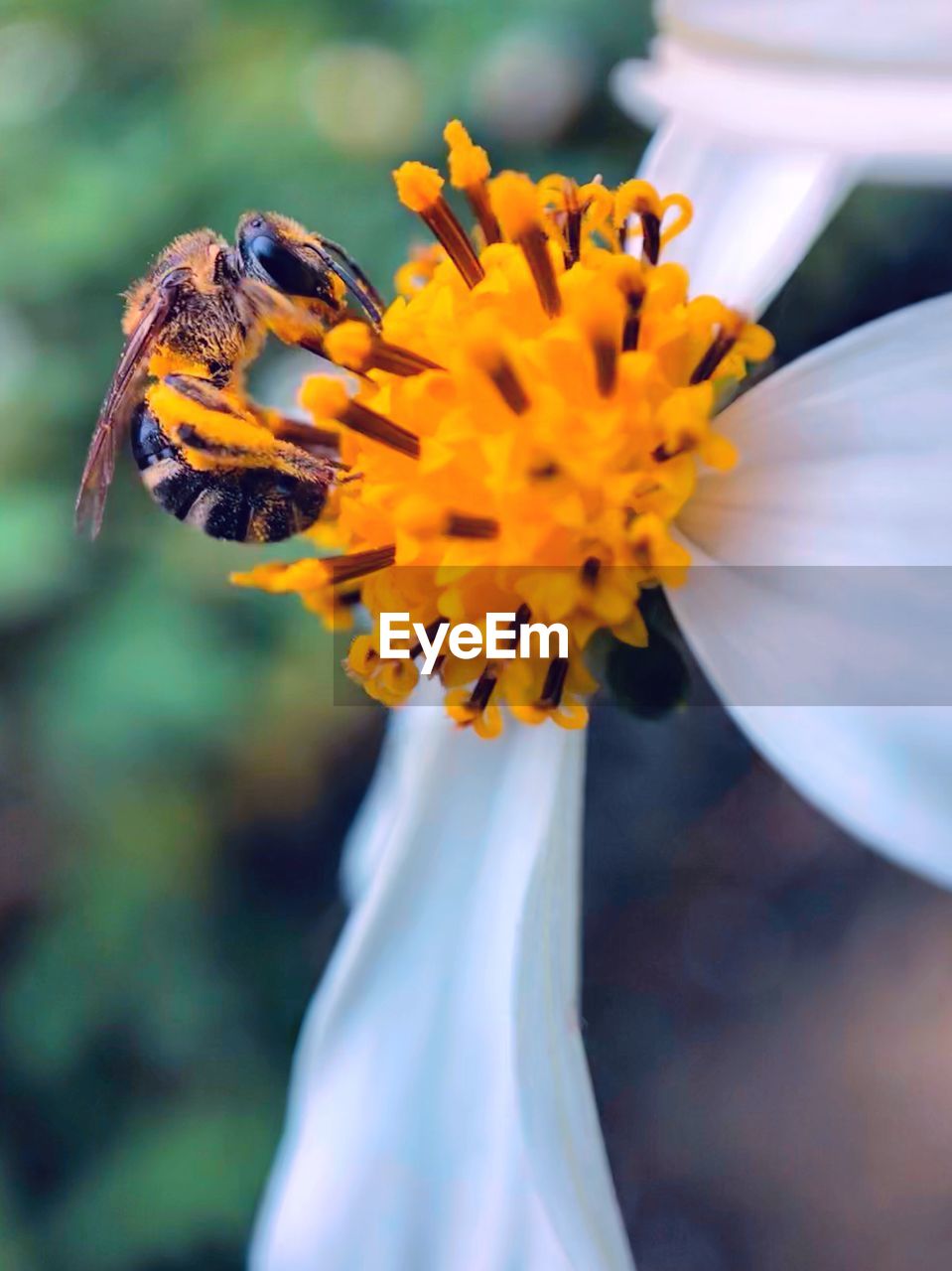 CLOSE-UP OF HONEY BEE POLLINATING ON FLOWER