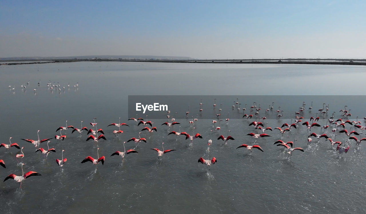 High angle view of birds flying over lake