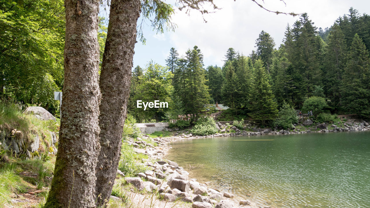 Scenic view of river amidst trees in forest