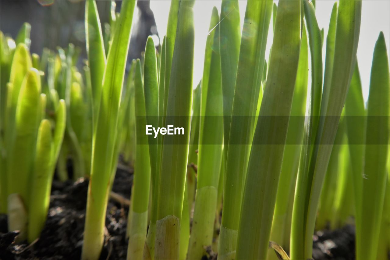 CLOSE-UP OF FRESH GREEN PLANT