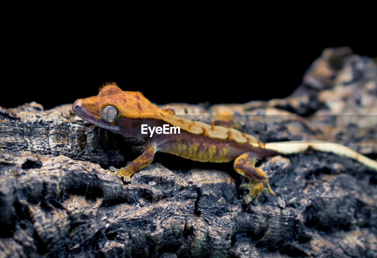 close-up of lizard on rock against black background