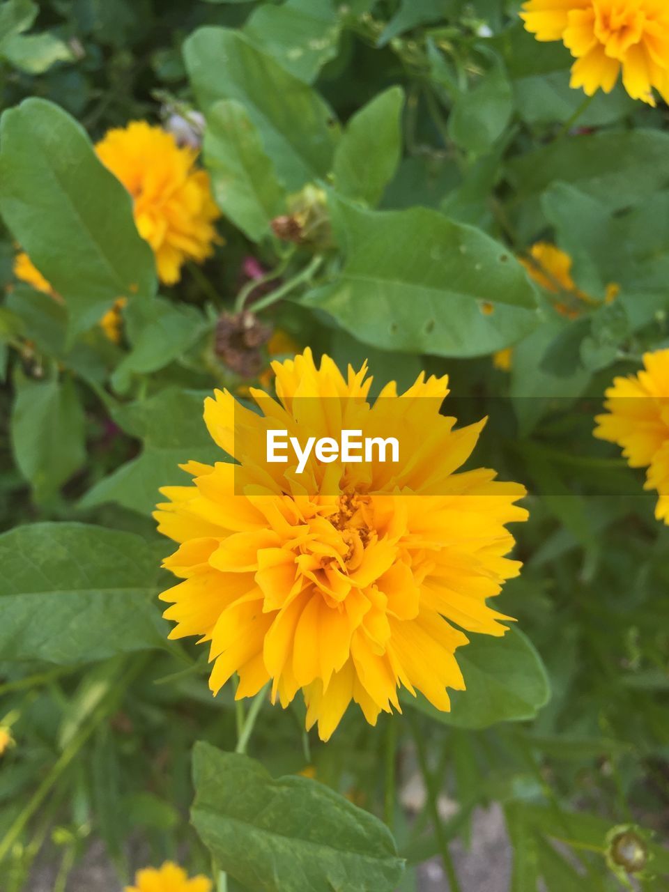 CLOSE-UP OF YELLOW FLOWERS