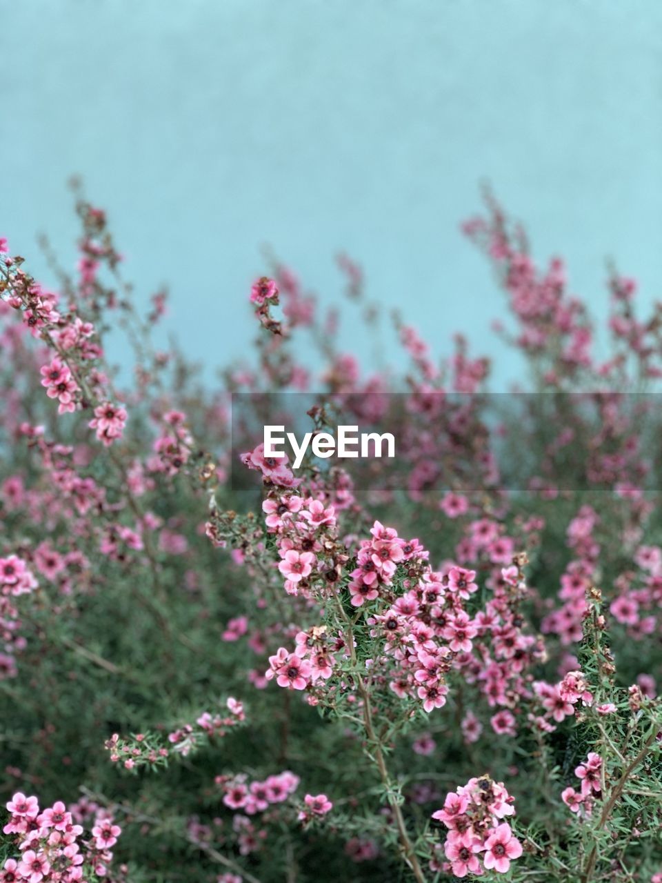 CLOSE-UP OF PINK FLOWERING PLANTS IN SUNLIGHT