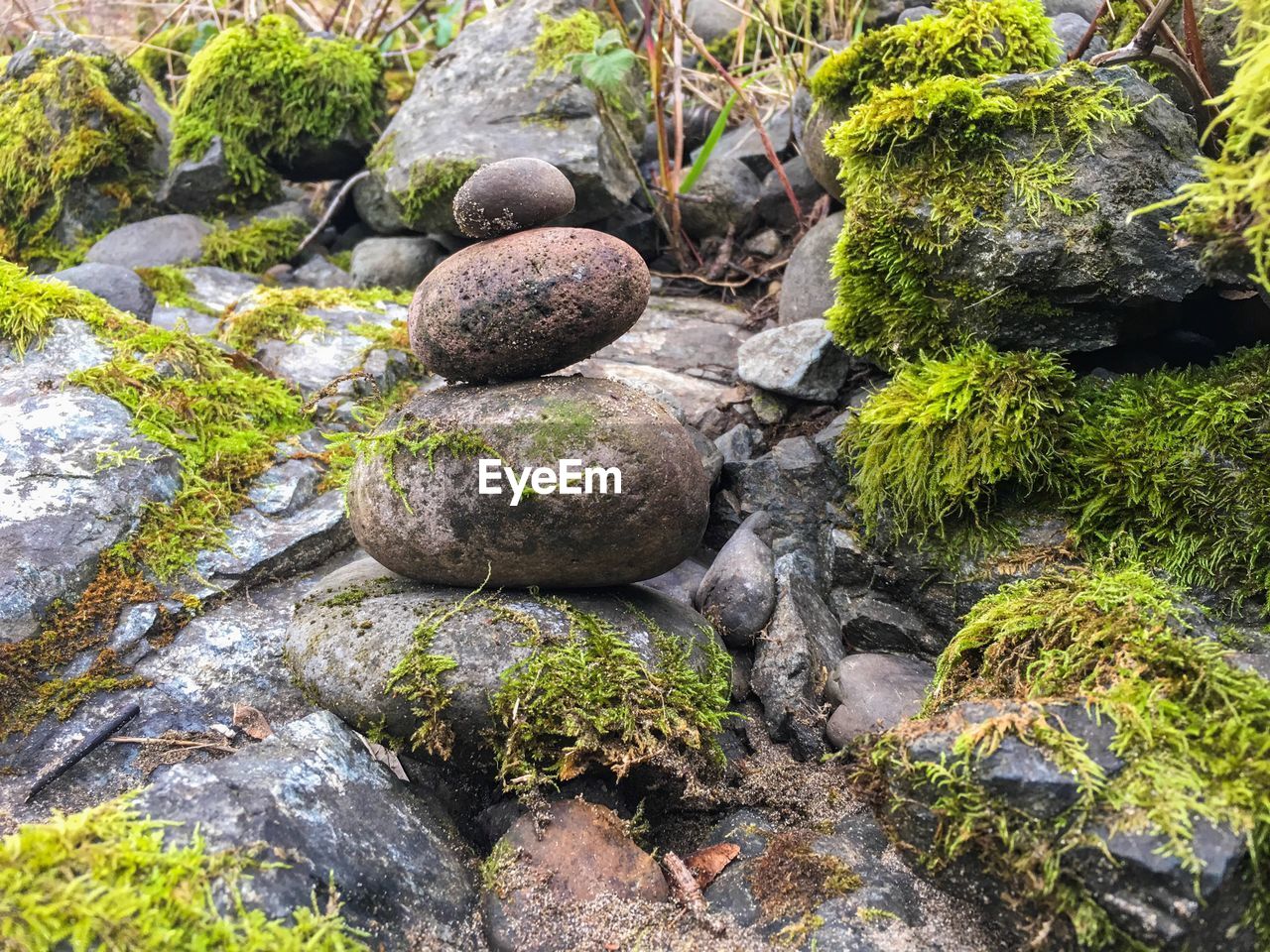 MOSS GROWING ON ROCK