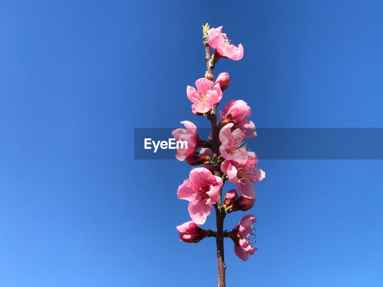 Low angle view of pink cherry blossoms against clear blue sky