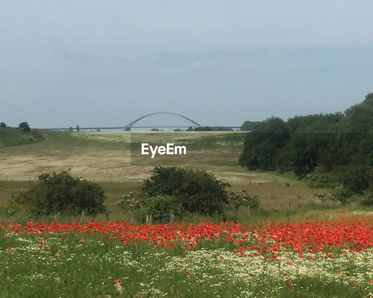 VIEW OF FIELD AGAINST SKY