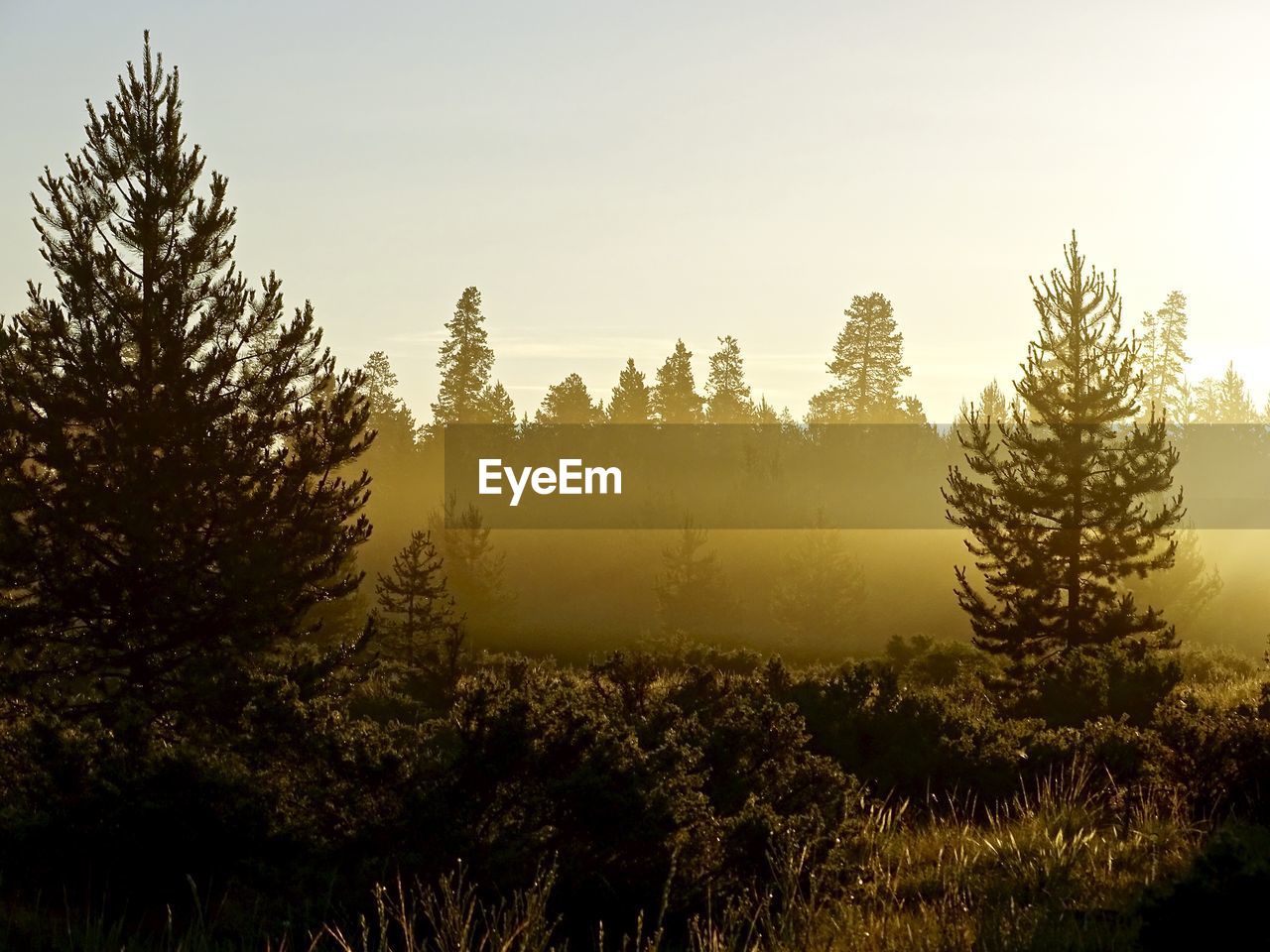 Trees against clear sky