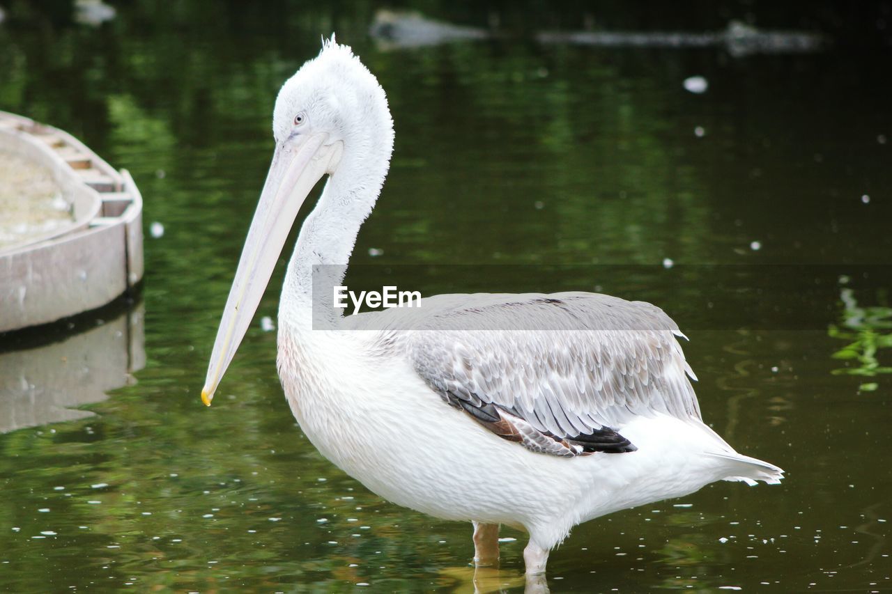 Close-up of white bird in lake
