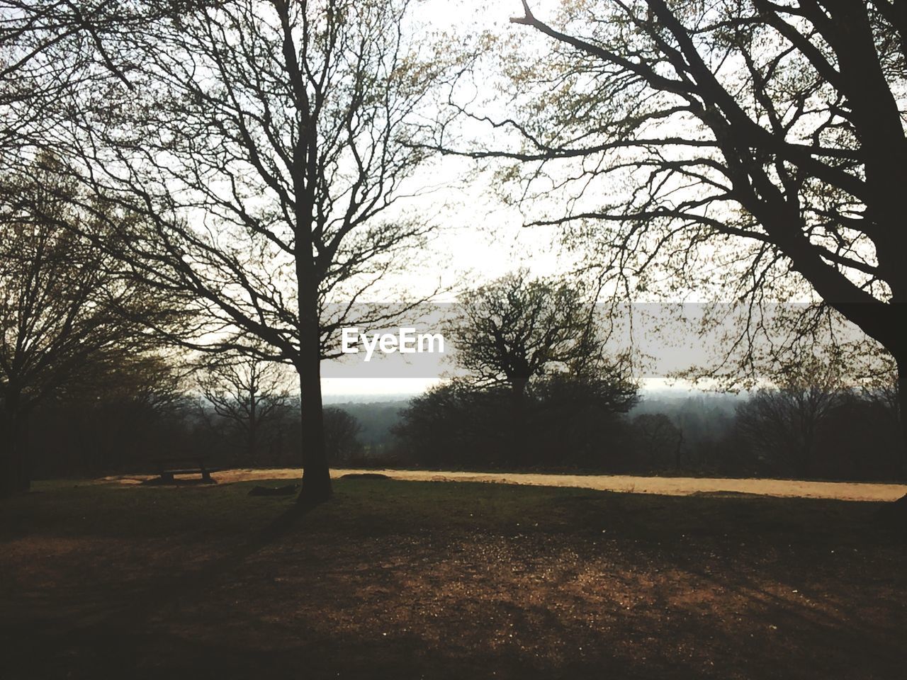 TREES ON LANDSCAPE AGAINST THE SKY