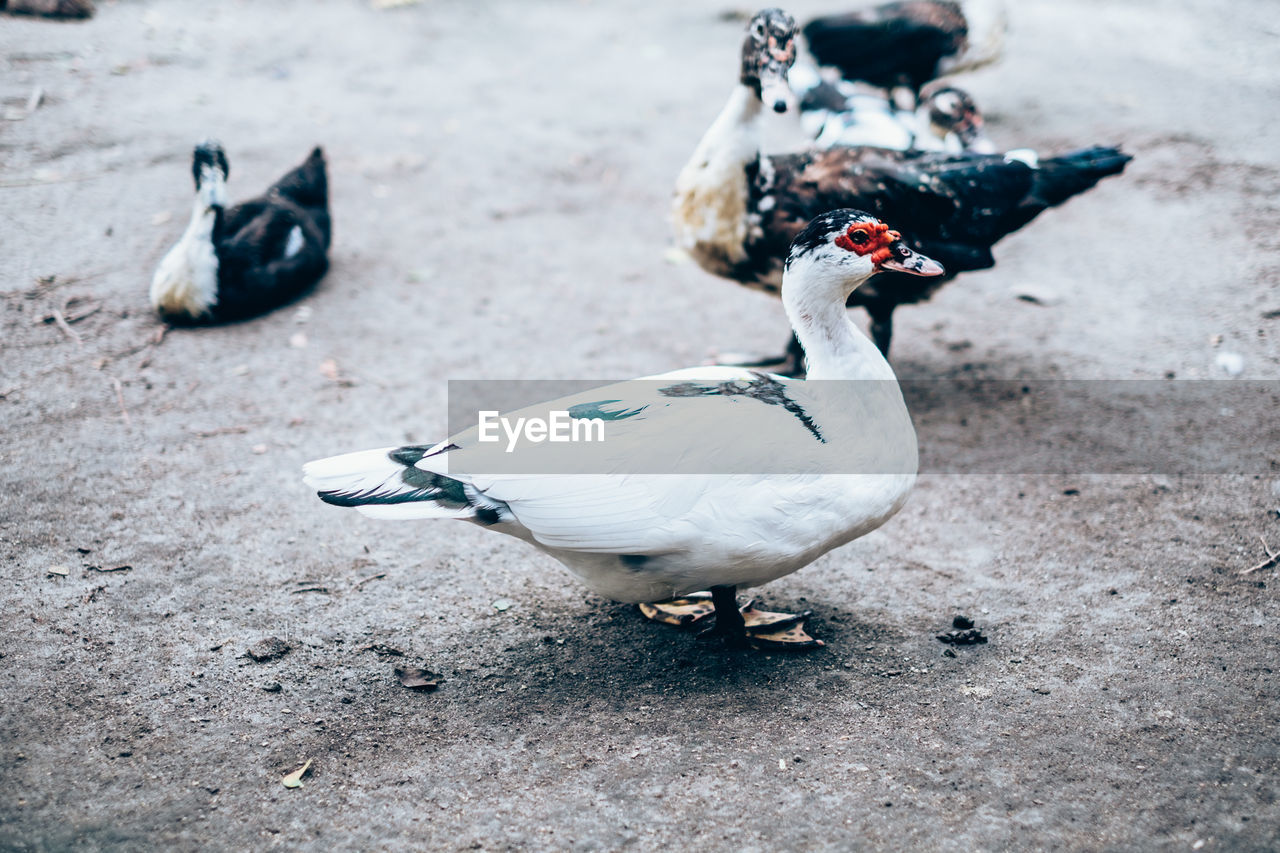 HIGH ANGLE VIEW OF DUCKS ON LAND