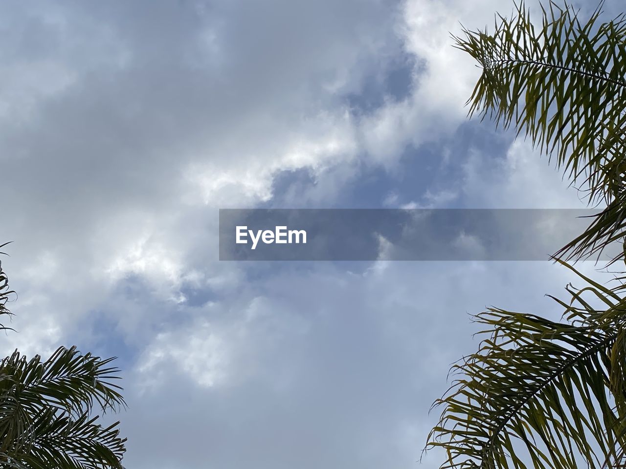 LOW ANGLE VIEW OF COCONUT PALM TREES AGAINST SKY