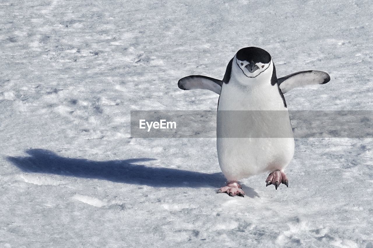 VIEW OF BIRDS ON SNOW