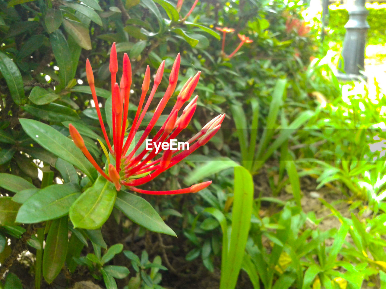 CLOSE-UP OF RED FLOWER BLOOMING