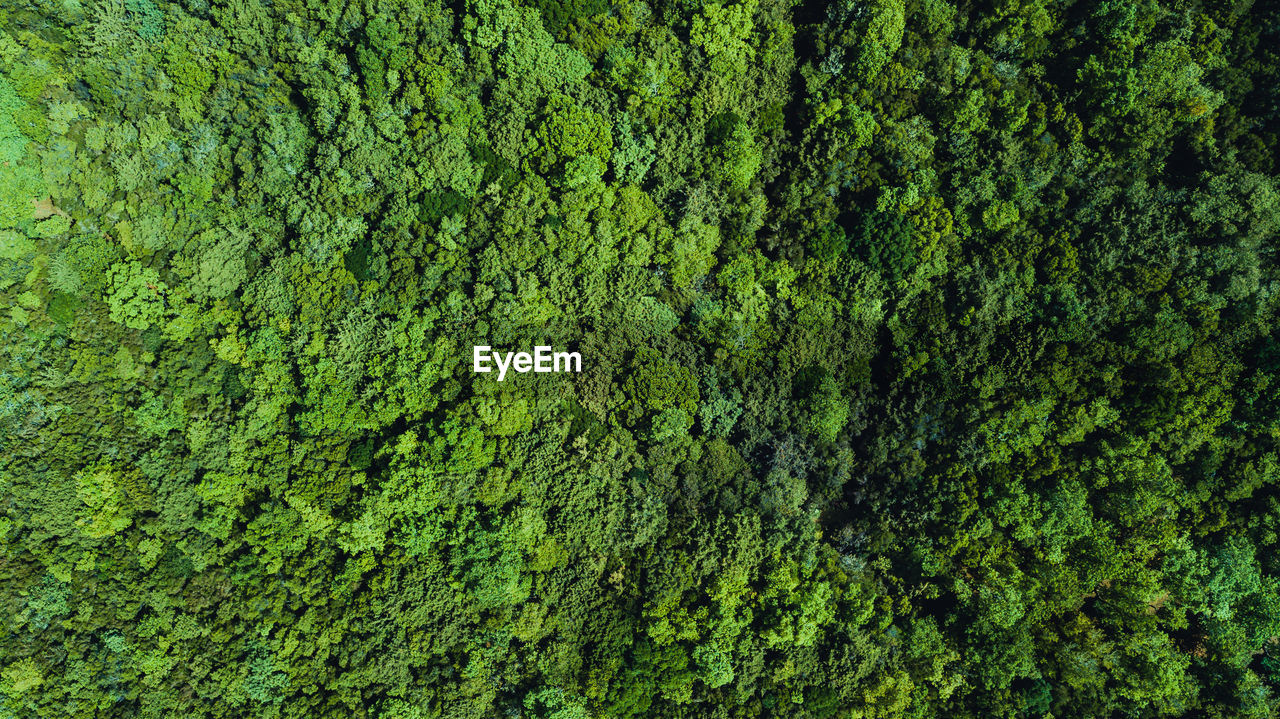 Drone aerial view of green pine forest located in madeira island 