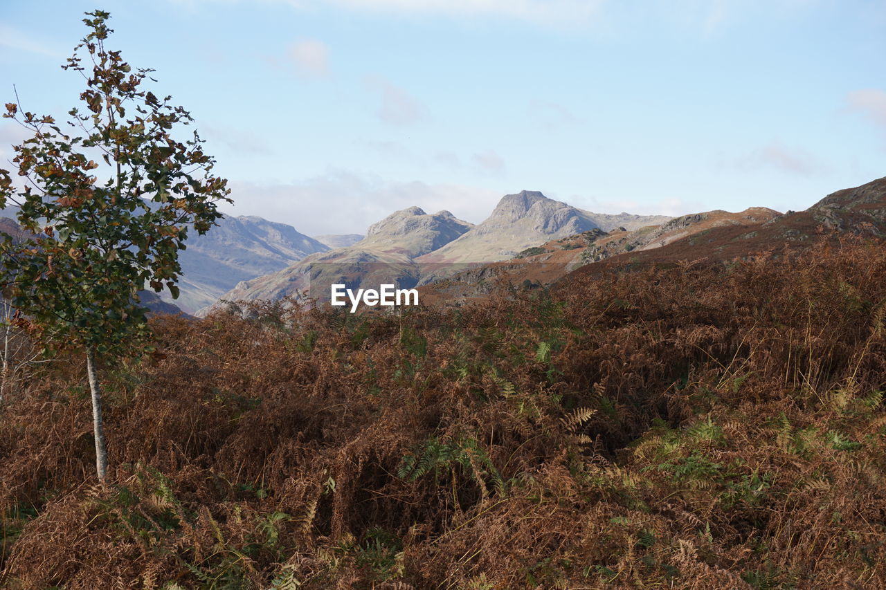 SCENIC VIEW OF MOUNTAINS AGAINST CLEAR SKY