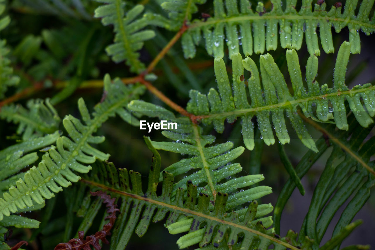 Close-up of wet leaves on tree