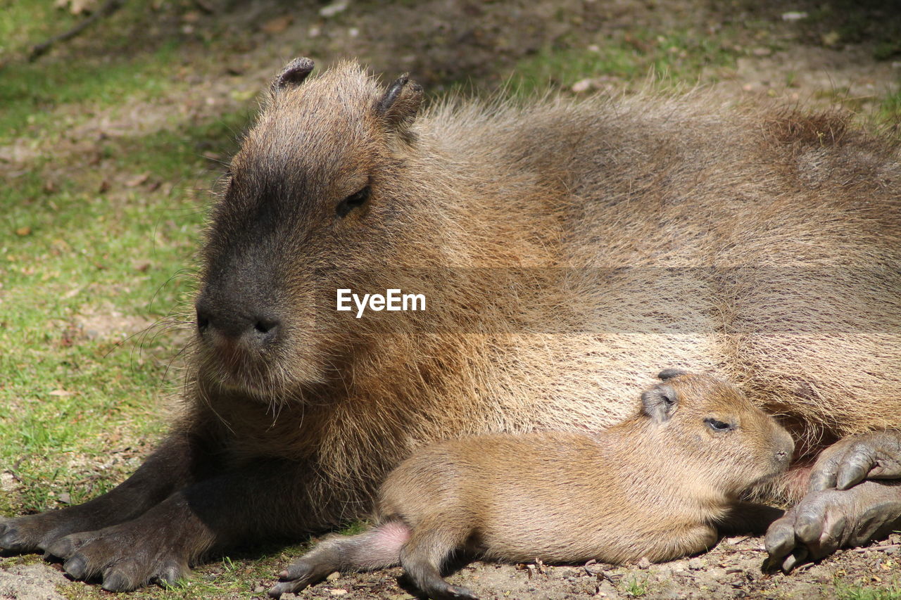 Close-up of an animal resting