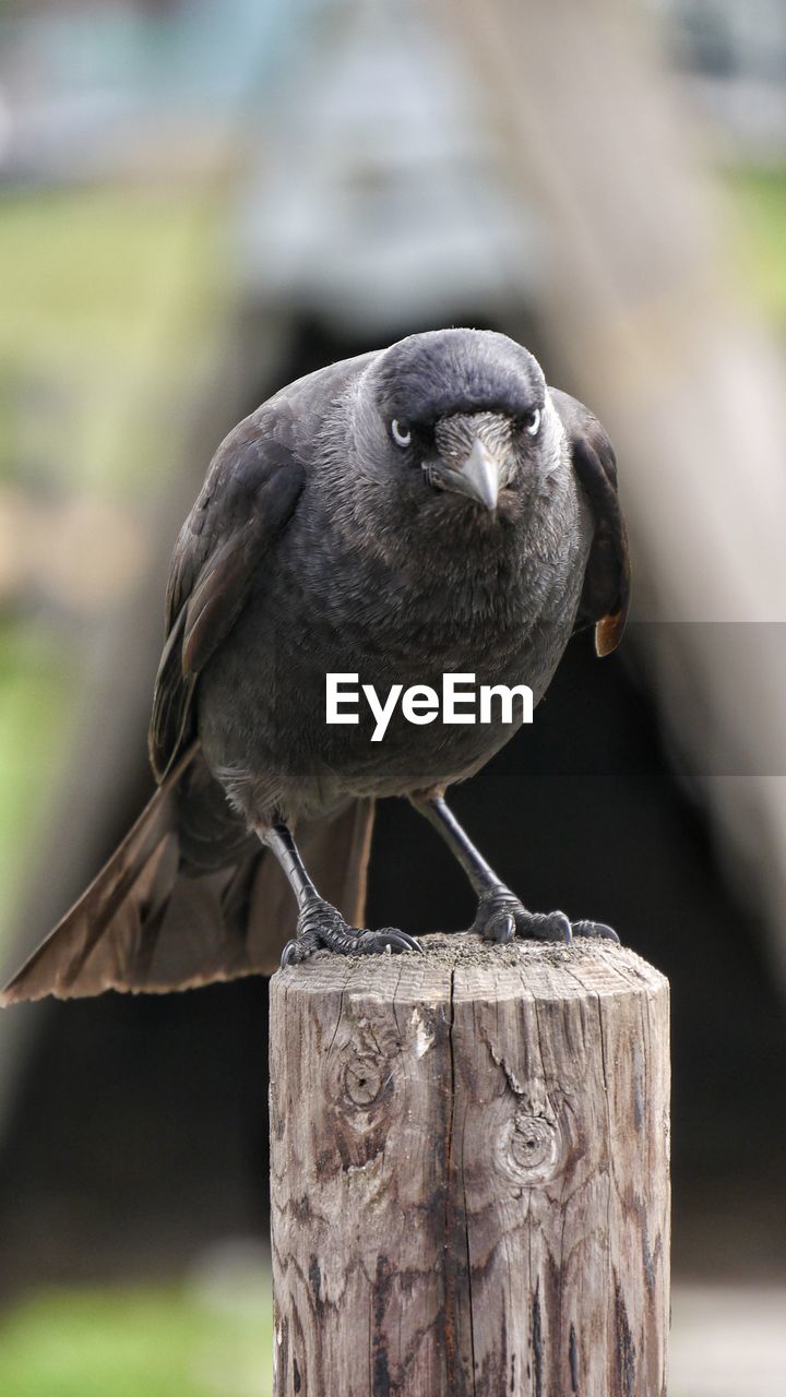 Close-up of raven perching on wooden post