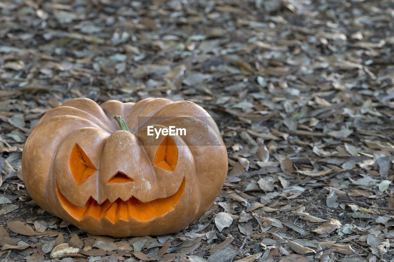 Close-up of pumpkin on stone