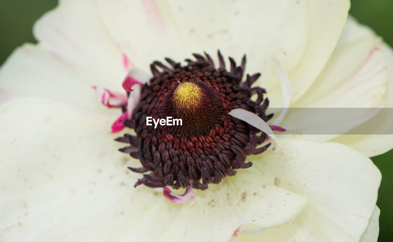 Close-up of pink flower