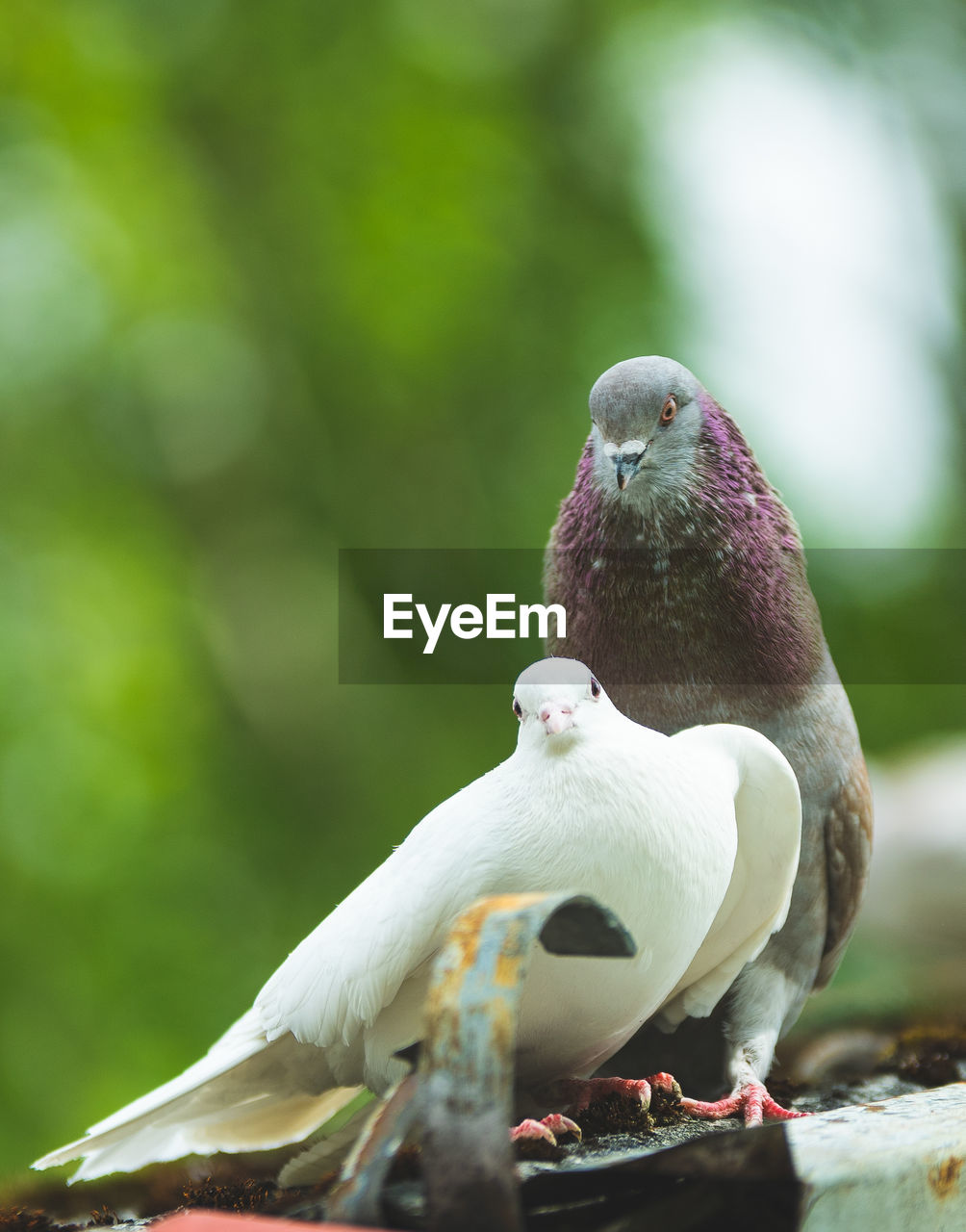 CLOSE-UP OF PIGEON PERCHING ON A LEAF