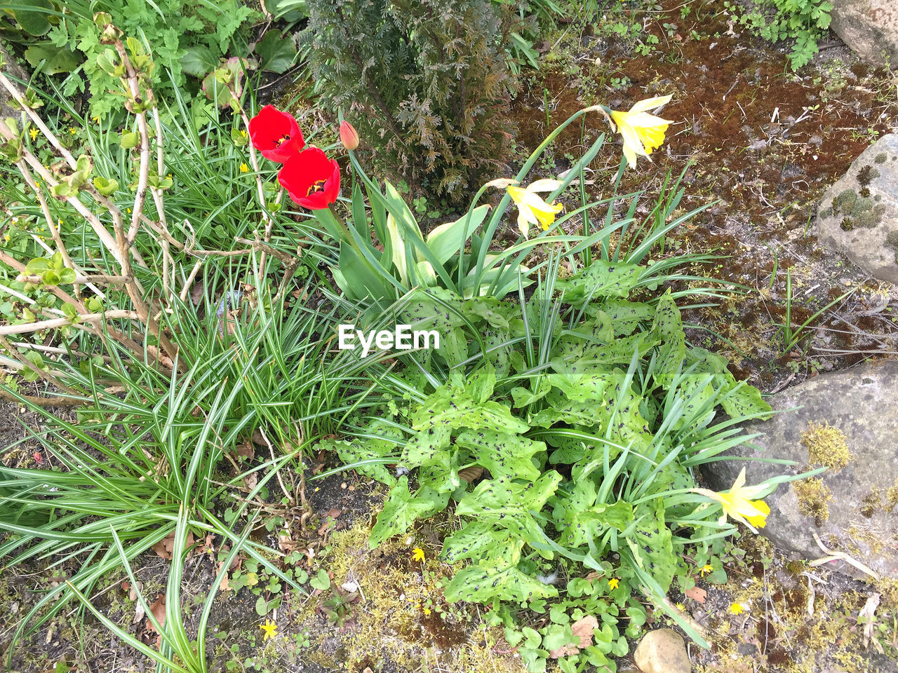 HIGH ANGLE VIEW OF RED FLOWER ON FIELD