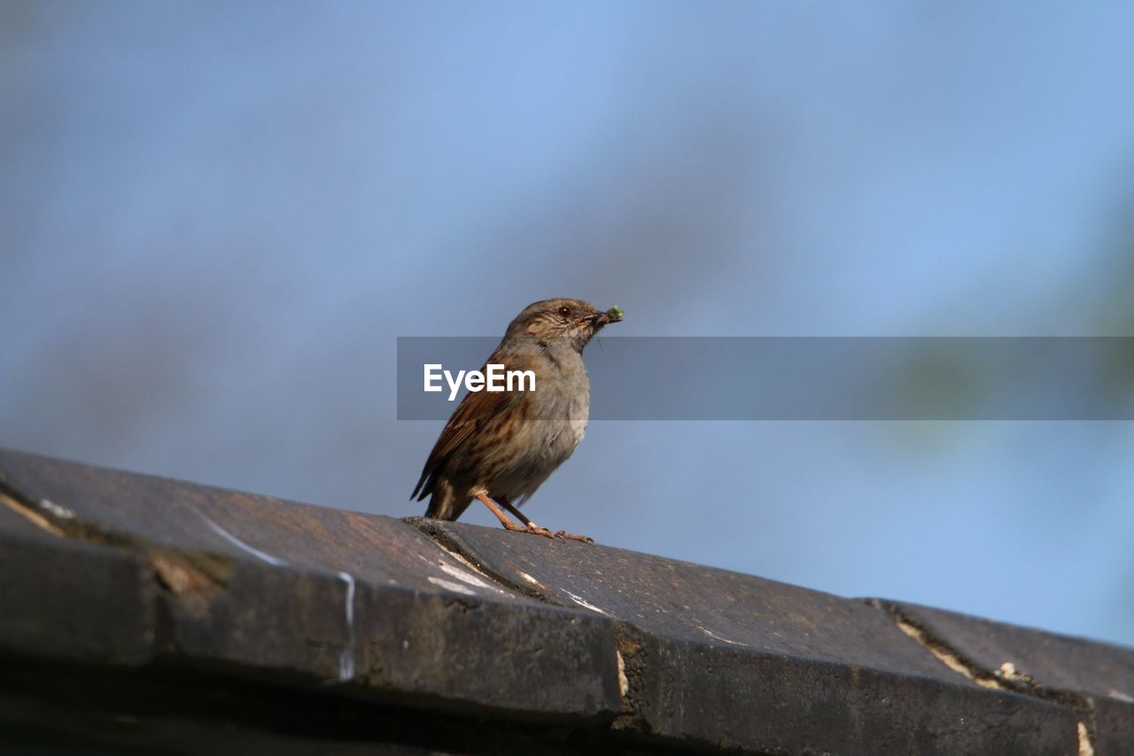 BIRD PERCHING ON RAILING